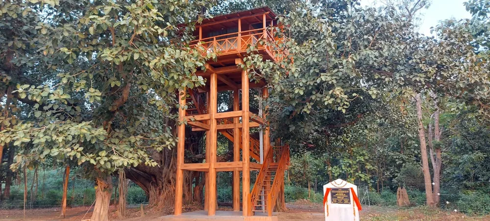 Tall wooden watchtower machaan among banyan trees at Dhikala in Corbett