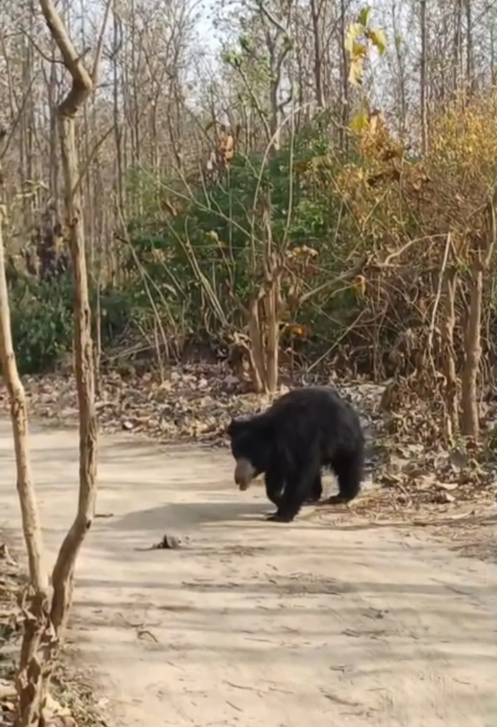 Sloth bear crossing a forest track during a Jim Corbett safari