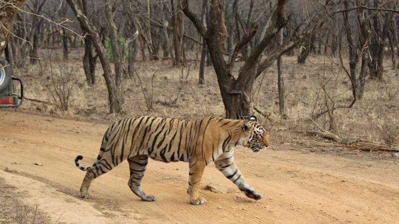 Tiger crossing a dirt track in front of a safari vehicle