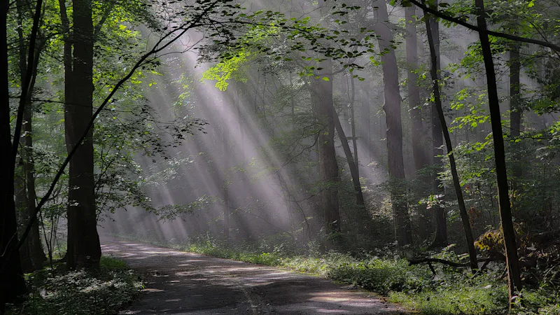 Sunlit forest road in early morning mist