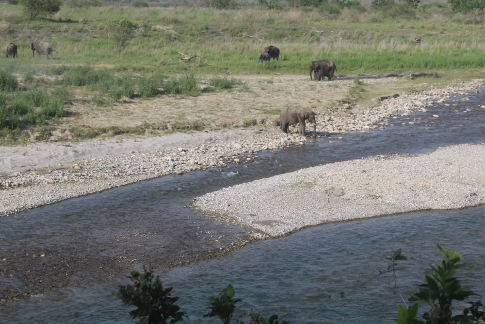 Wild elephants grazing beside the Ramganga river in the Dhikala zone of Jim Corbett